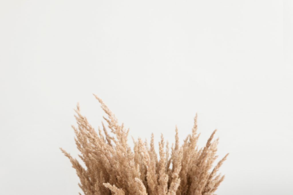 brown pampas grass on white background
