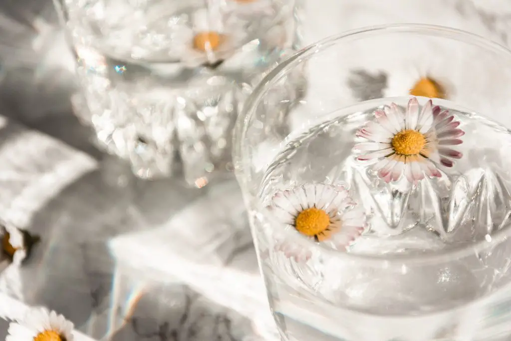 white and yellow daisy in glass of water