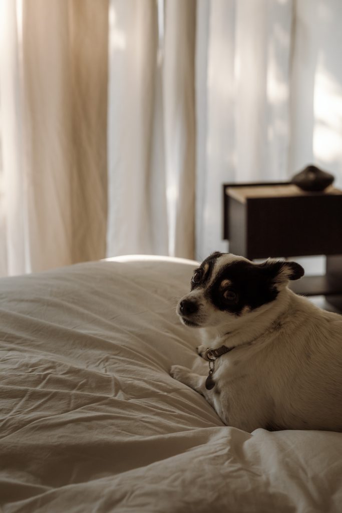 dog on neutral bed