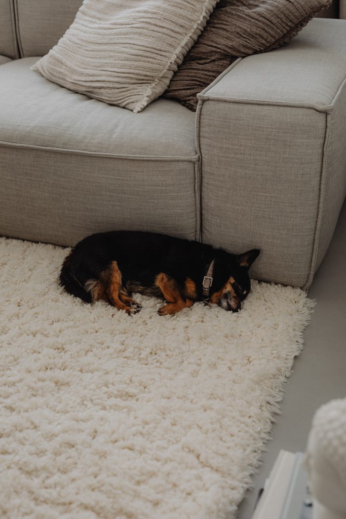 dog sleeping on cream rug