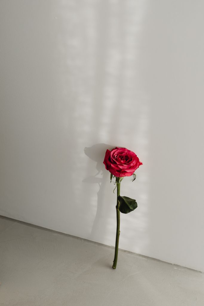 red rose against grey wall